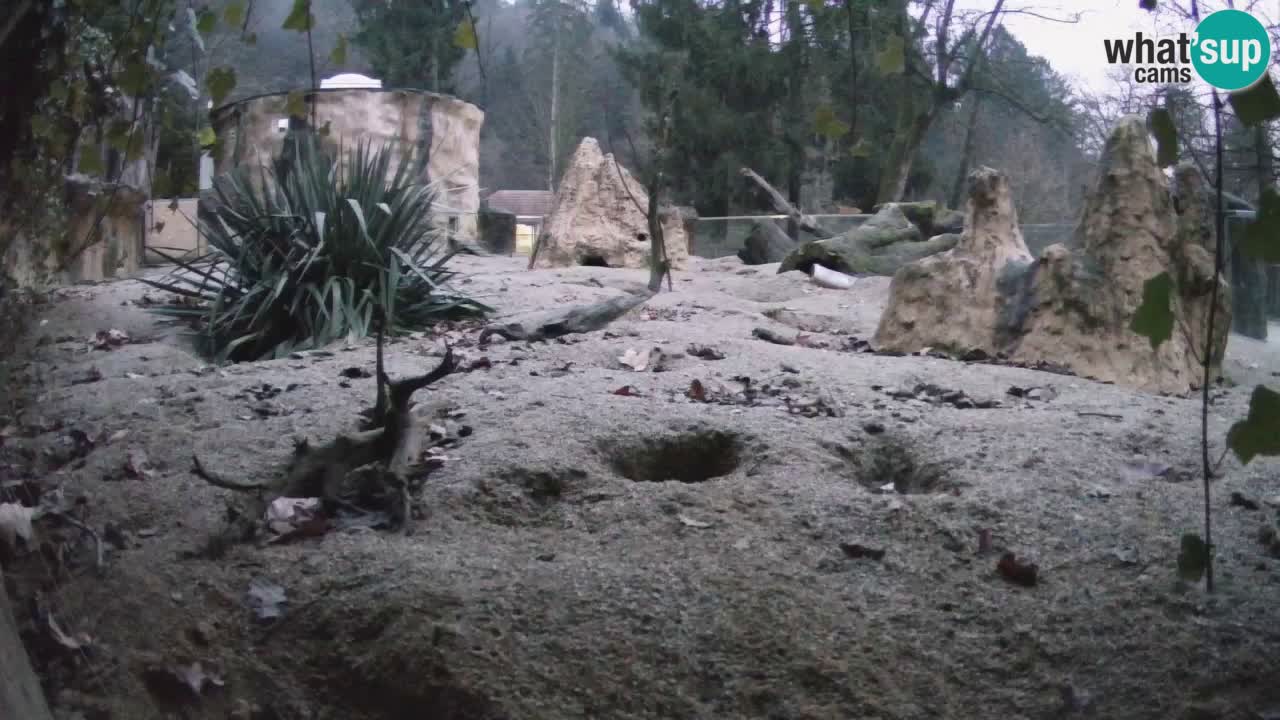 Live cam Zoo Ljubljana – Erdmännchen