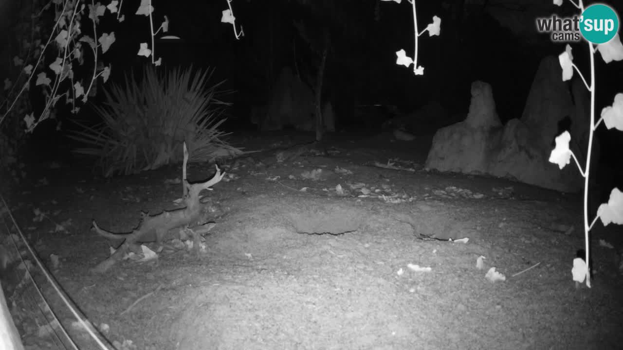 Webcam Zoo Ljubljana – Suricate