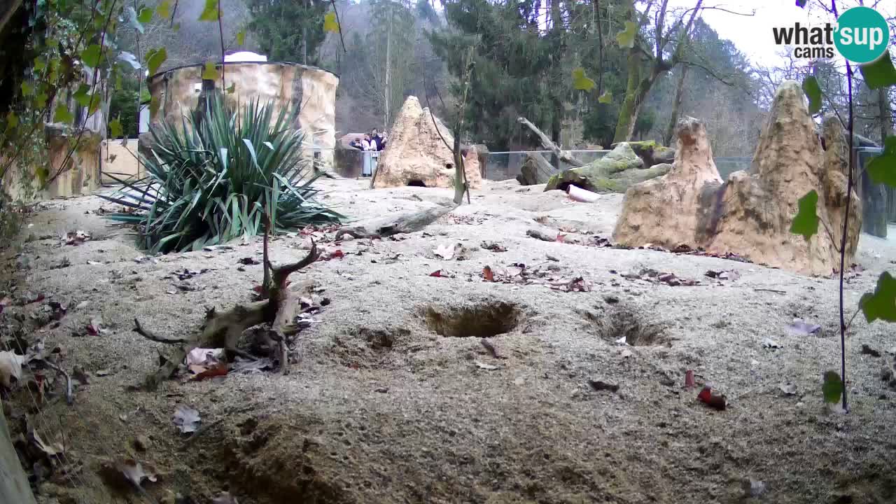Web kamera Zoo Ljubljana – Merkat