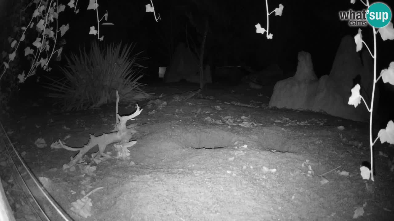 Web kamera Zoo Ljubljana – Merkat