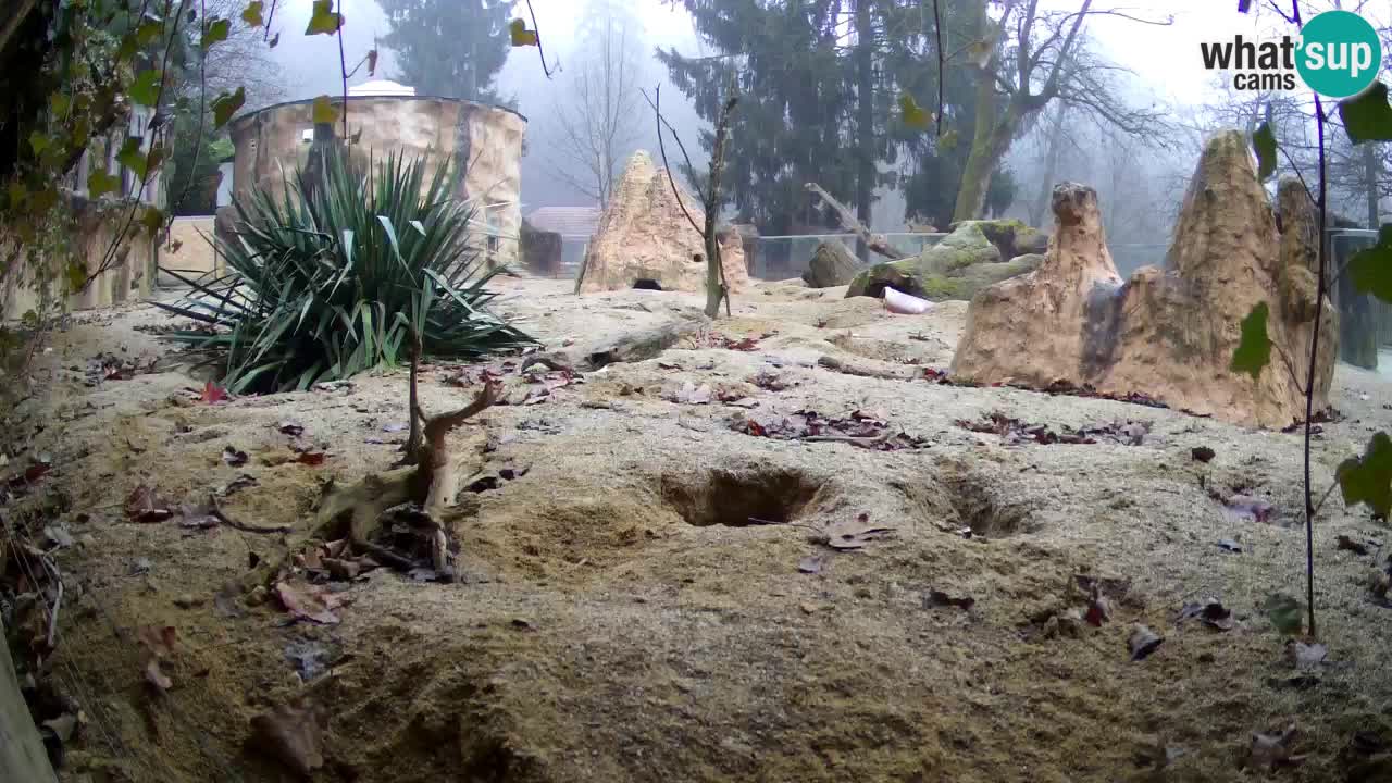 Zoo Ljubljana – Live webcam Meerkat (Suricata)