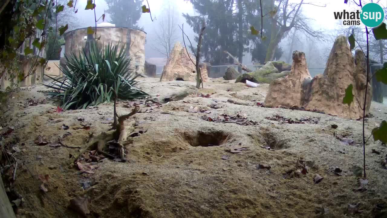 Webcam Zoo Ljubljana – Suricate