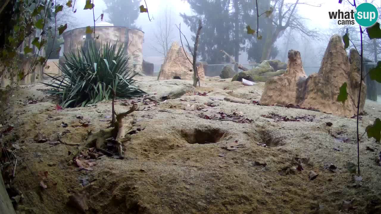 Webcam live Zoo Ljubljana – Suricata
