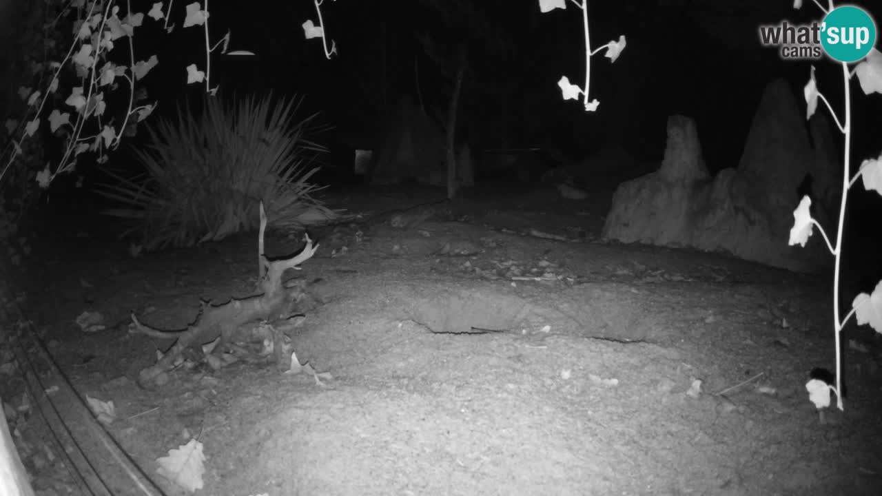 Webcam live Zoo Ljubljana – Suricata