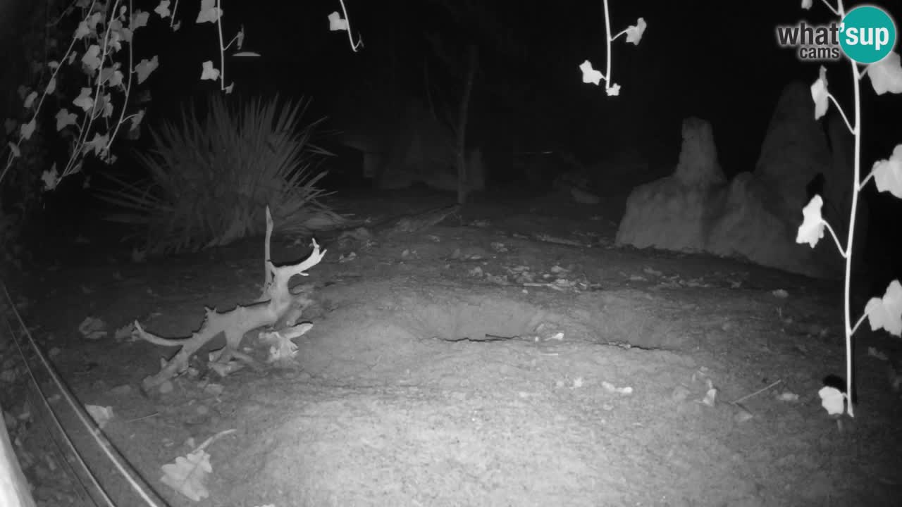 Live cam Zoo Ljubljana – Erdmännchen