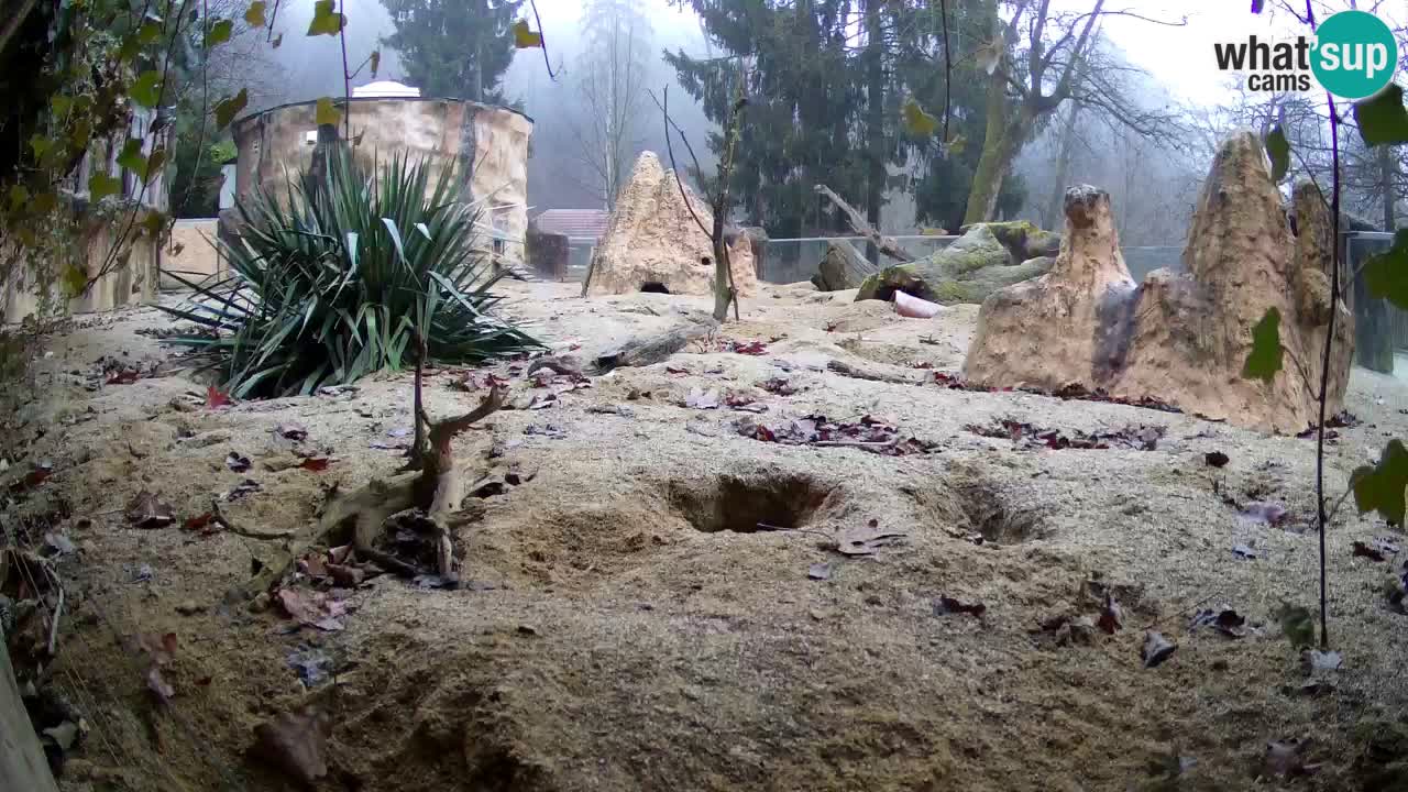 Zoo Ljubljana – Meerkat (Suricata)