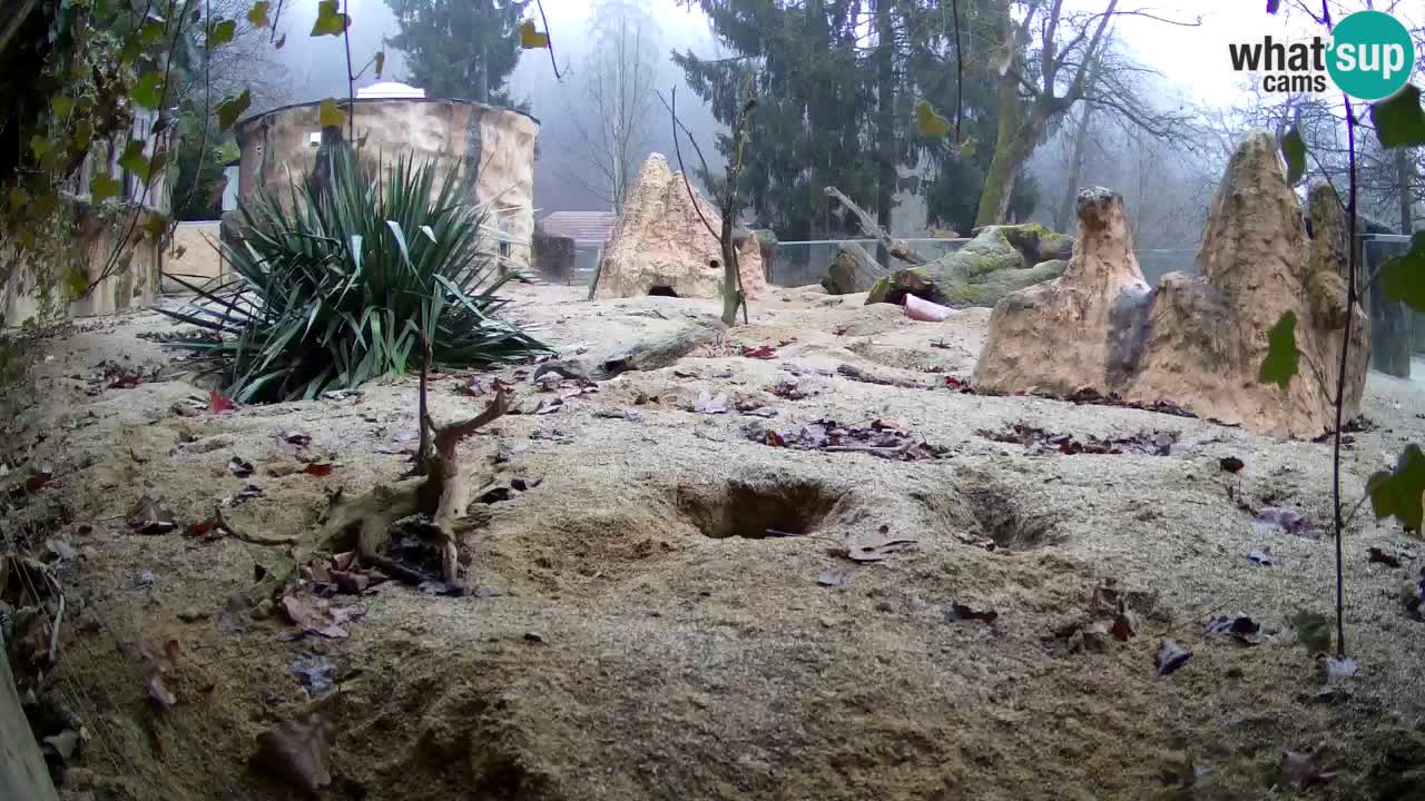 Web kamera Zoo Ljubljana – Merkat