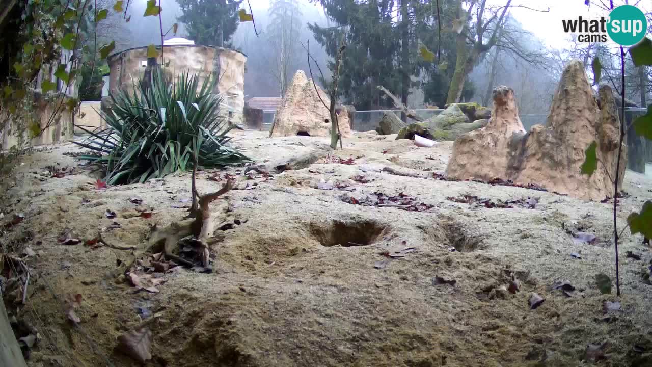 Zoo Ljubljana – Live webcam Meerkat (Suricata)