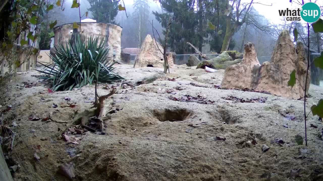 Webcam Zoo Ljubljana – Suricate