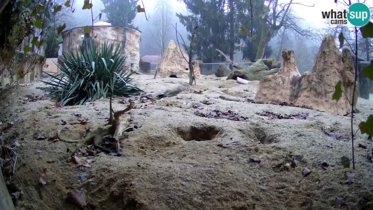 Live cam Zoo Ljubljana – Erdmännchen