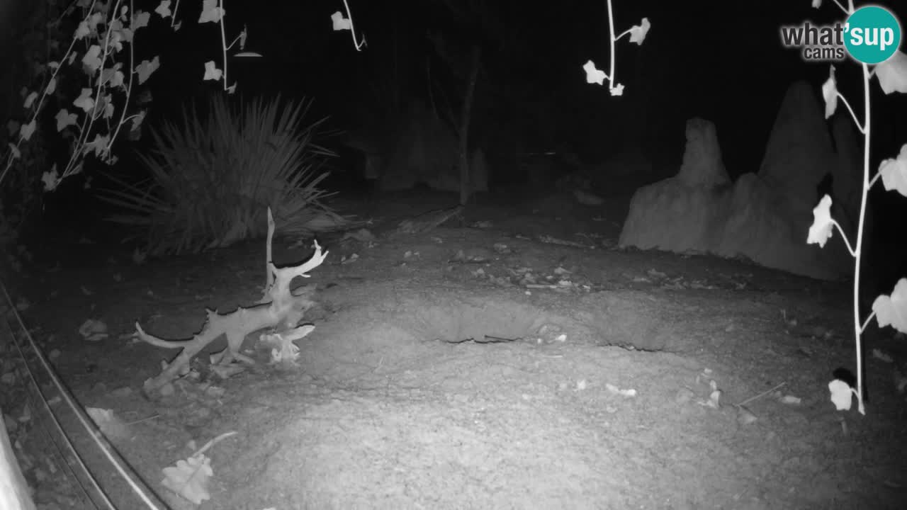 Spletna kamera Živalski vrt Ljubljana – Surikat