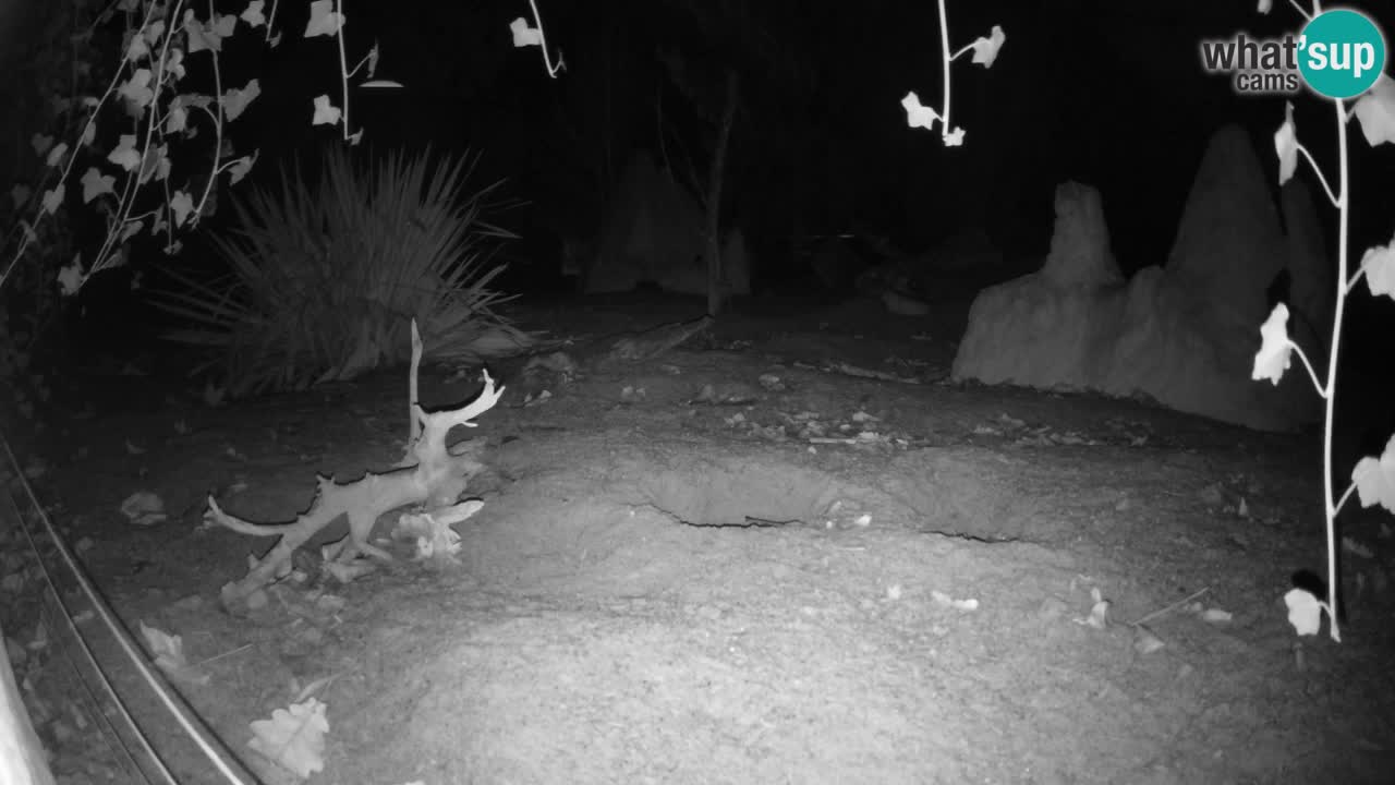 Live cam Zoo Ljubljana – Erdmännchen