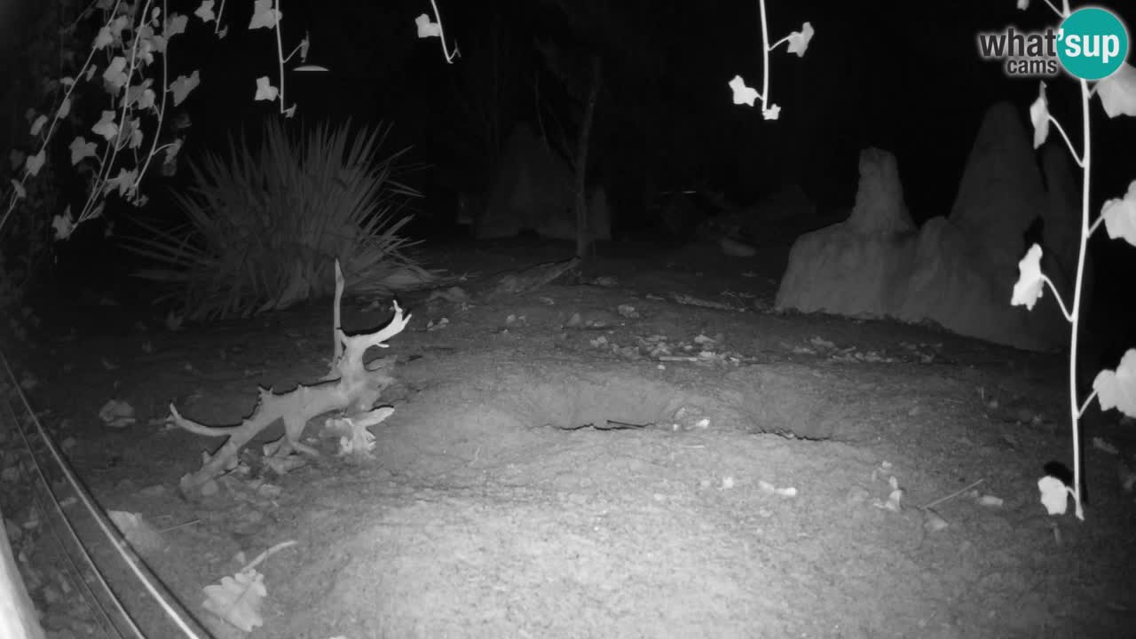 Zoo Ljubljana – Live webcam Meerkat (Suricata)