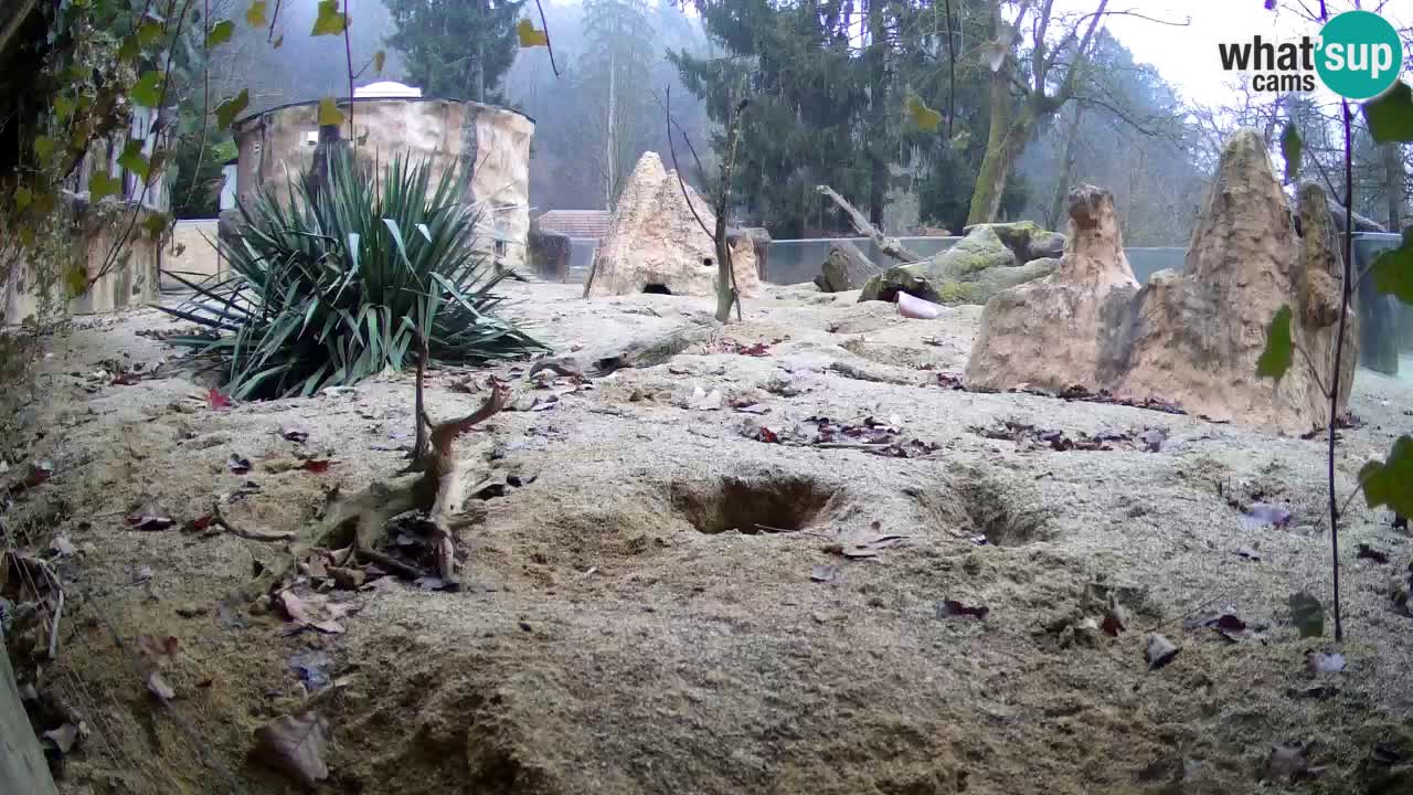 Webcam live Zoo Ljubljana – Suricata