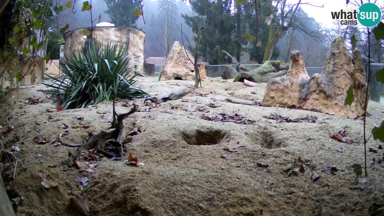 Webcam Zoo Ljubljana – Suricate