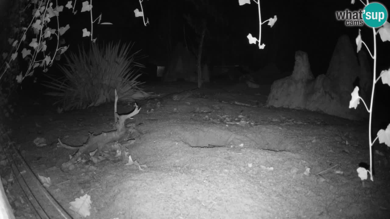 Webcam Zoo Ljubljana – Suricate