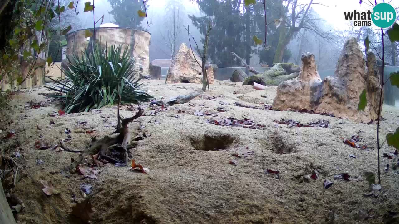 Zoo Ljubljana – Meerkat (Suricata)