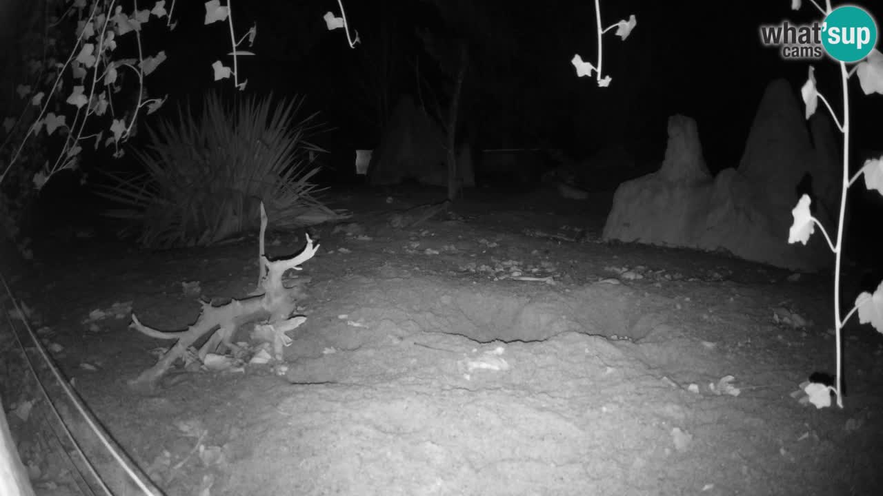 Web kamera Zoo Ljubljana – Merkat