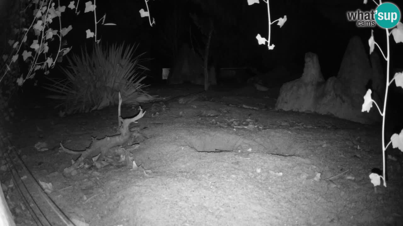 Webcam Zoo Ljubljana – Suricate