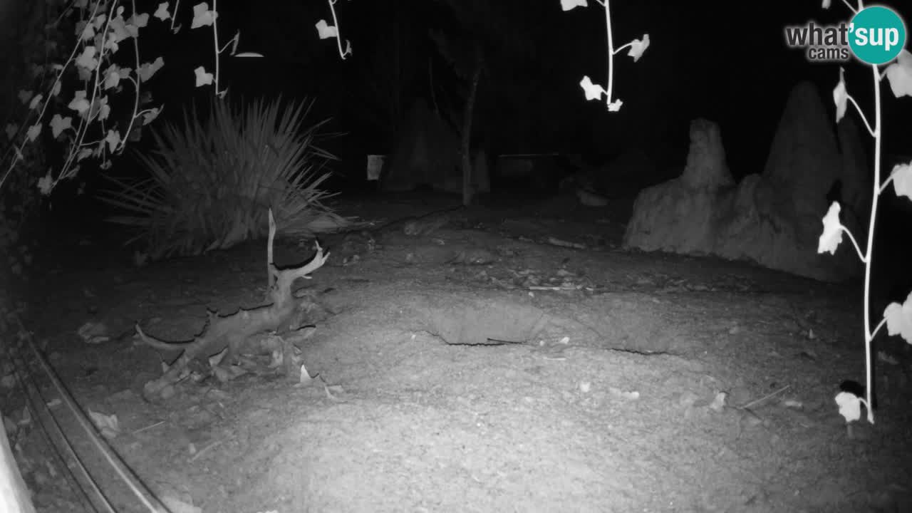 Zoo Ljubljana – Live webcam Meerkat (Suricata)