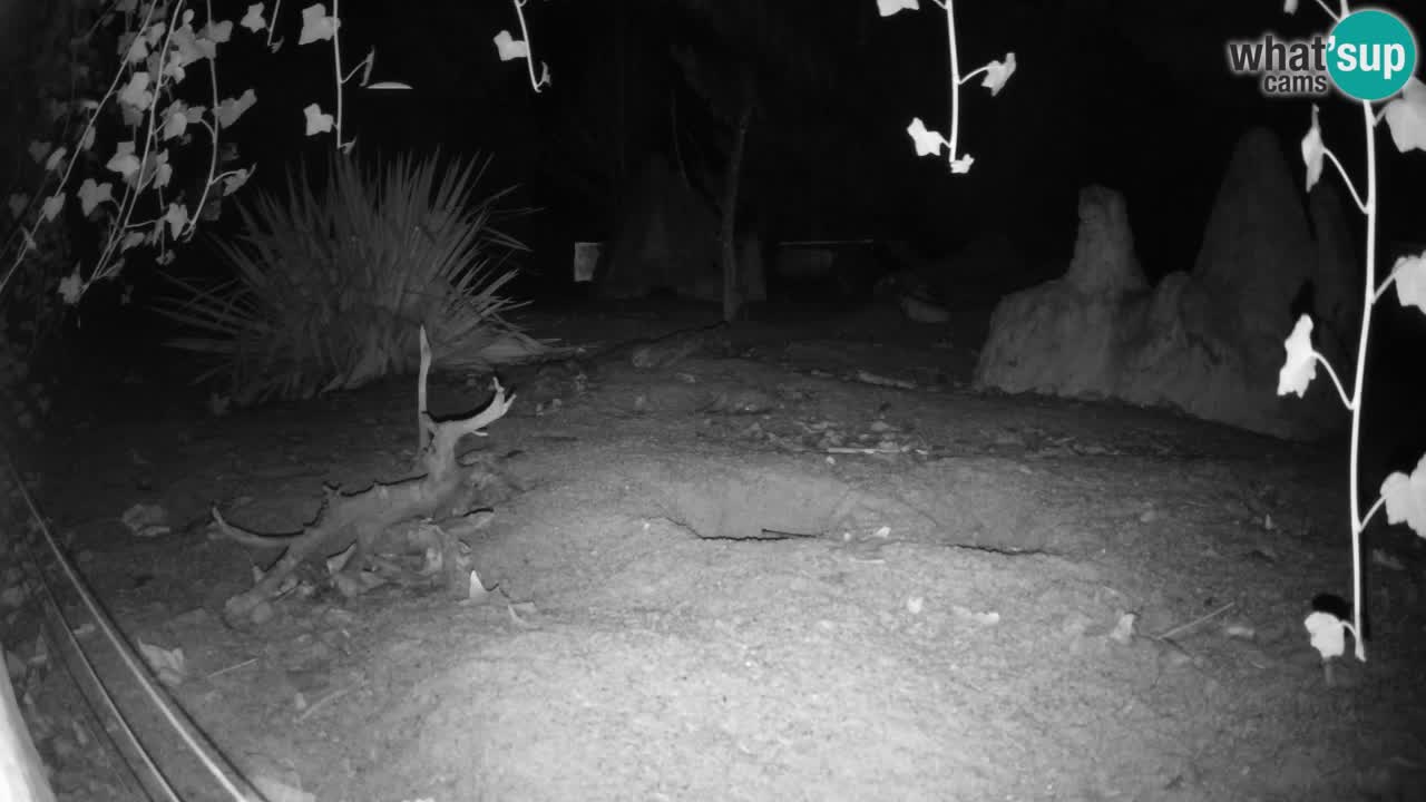 Spletna kamera Živalski vrt Ljubljana – Surikat