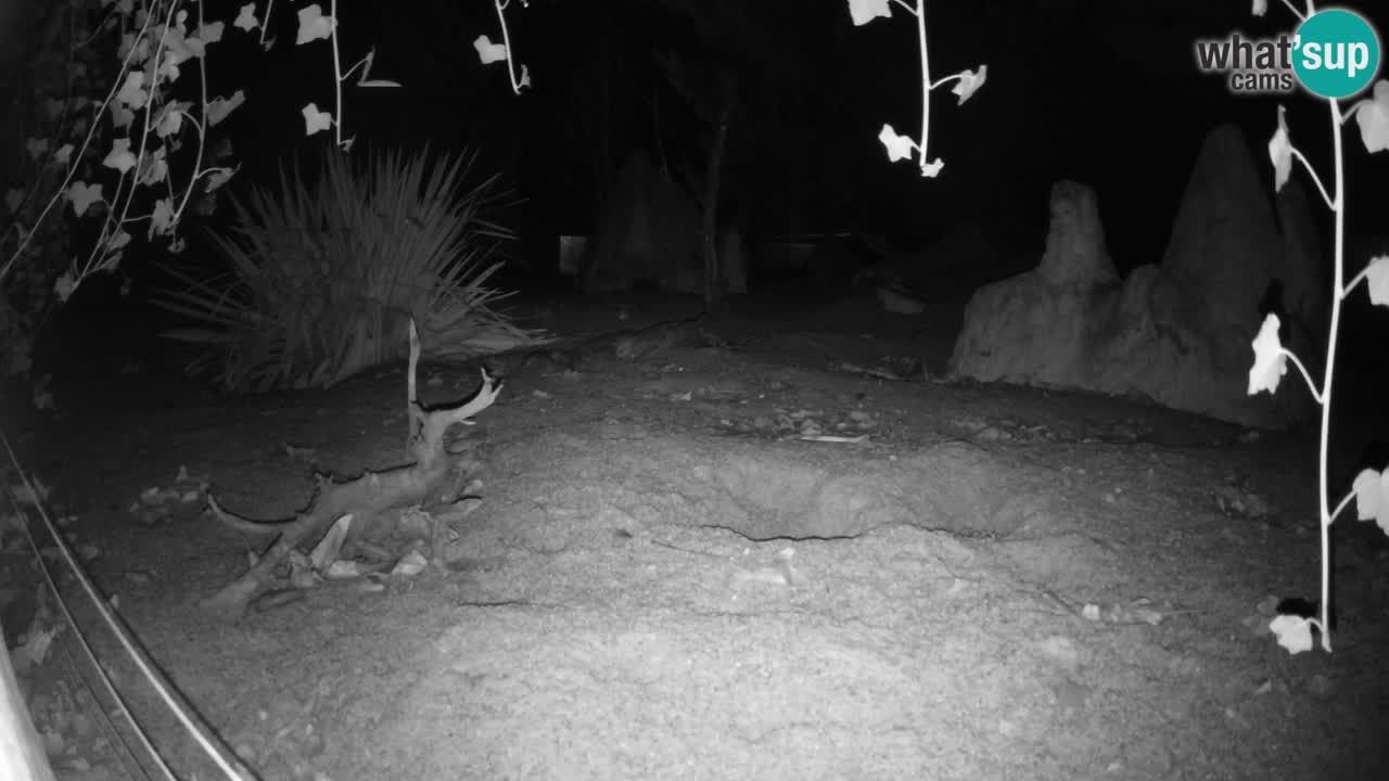 Live cam Zoo Ljubljana – Erdmännchen