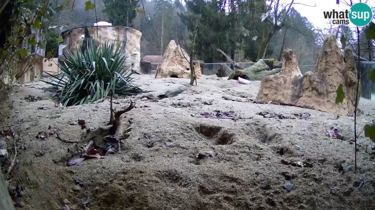 Web kamera Zoo Ljubljana – Merkat