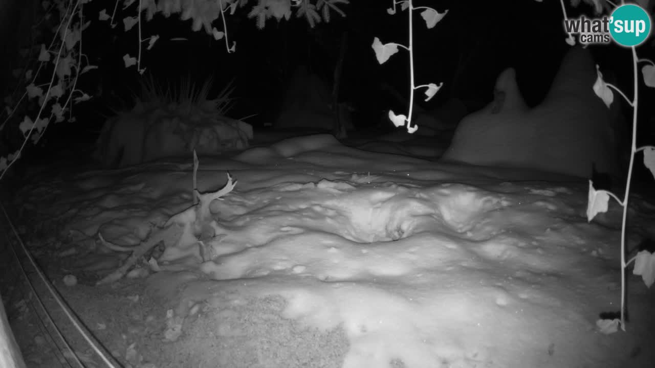 Webcam Zoo Ljubljana – Suricate