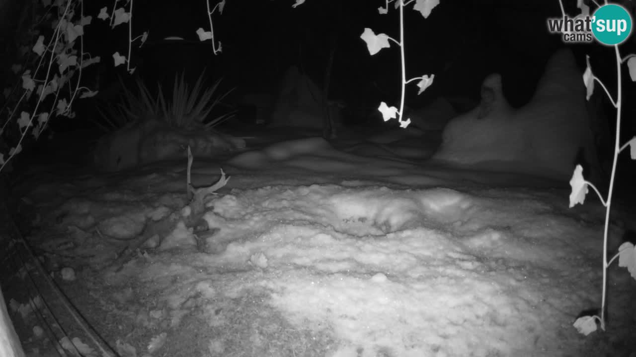 Zoo Ljubljana – Live webcam Meerkat (Suricata)