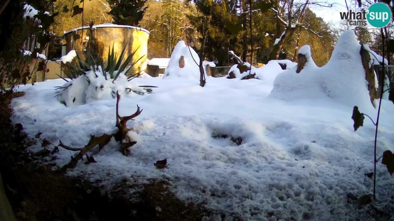 Web kamera Zoo Ljubljana – Merkat
