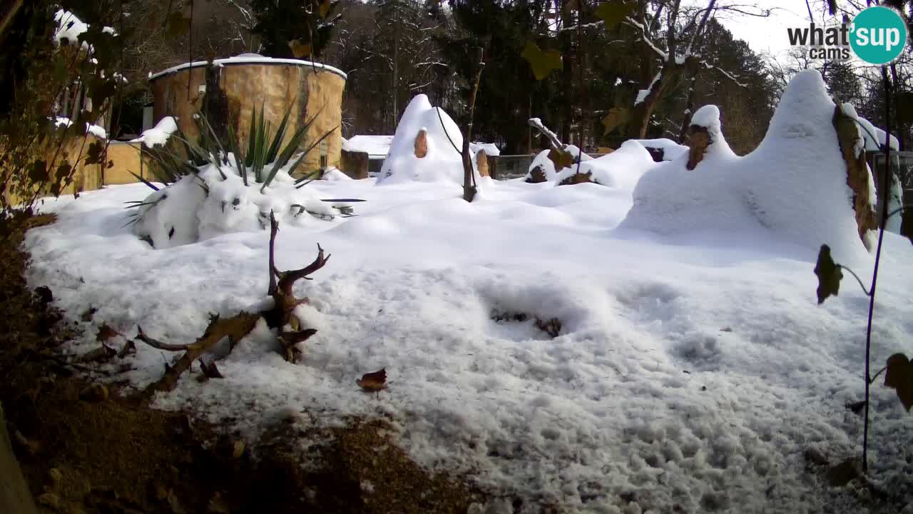 Zoo Ljubljana – Meerkat (Suricata)