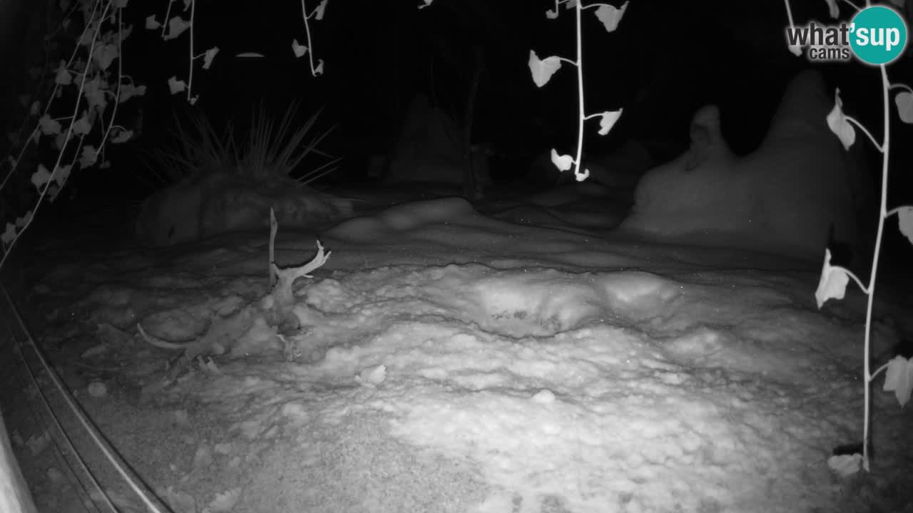 Webcam Zoo Ljubljana – Suricate