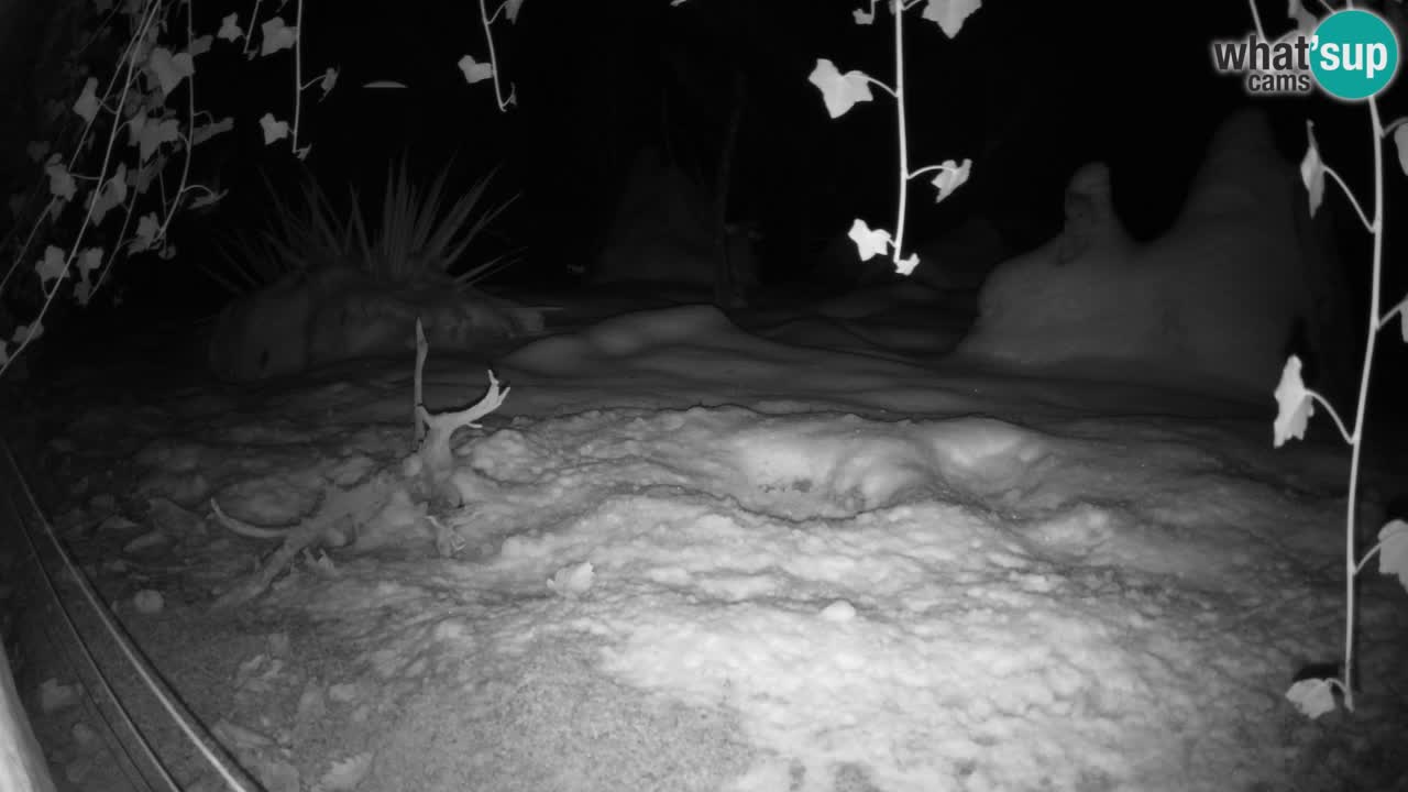 Webcam Zoo Ljubljana – Suricate