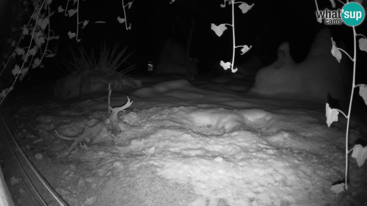 Zoo Ljubljana – Meerkat (Suricata)
