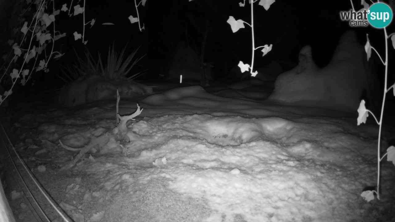 Webcam Zoo Ljubljana – Suricate