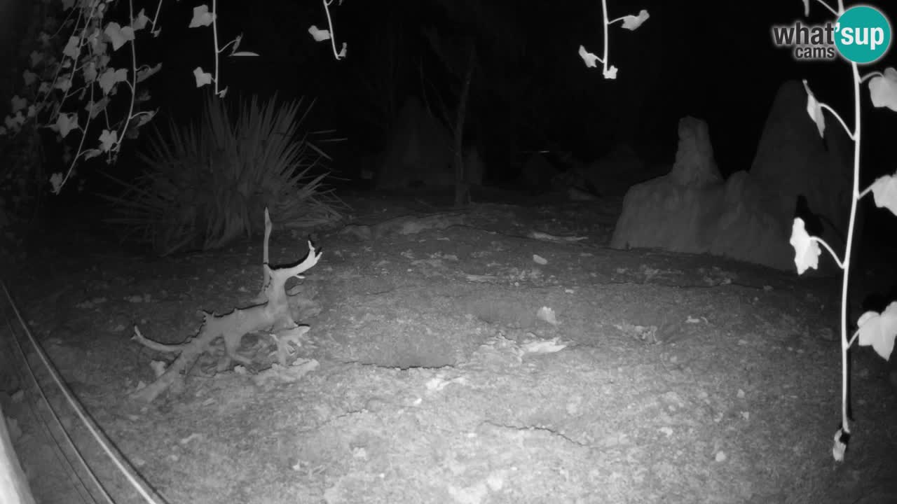 Webcam live Zoo Ljubljana – Suricata