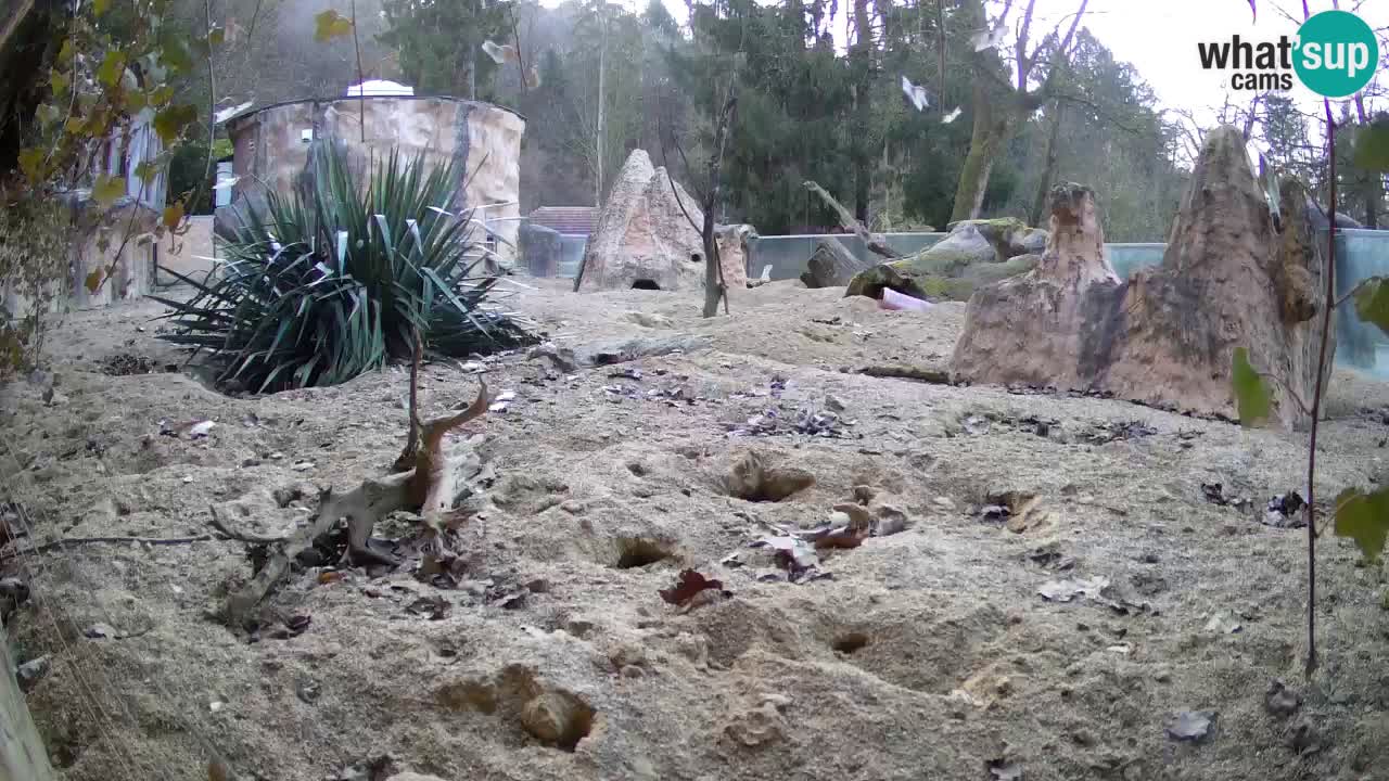 Zoo Ljubljana – Meerkat (Suricata)