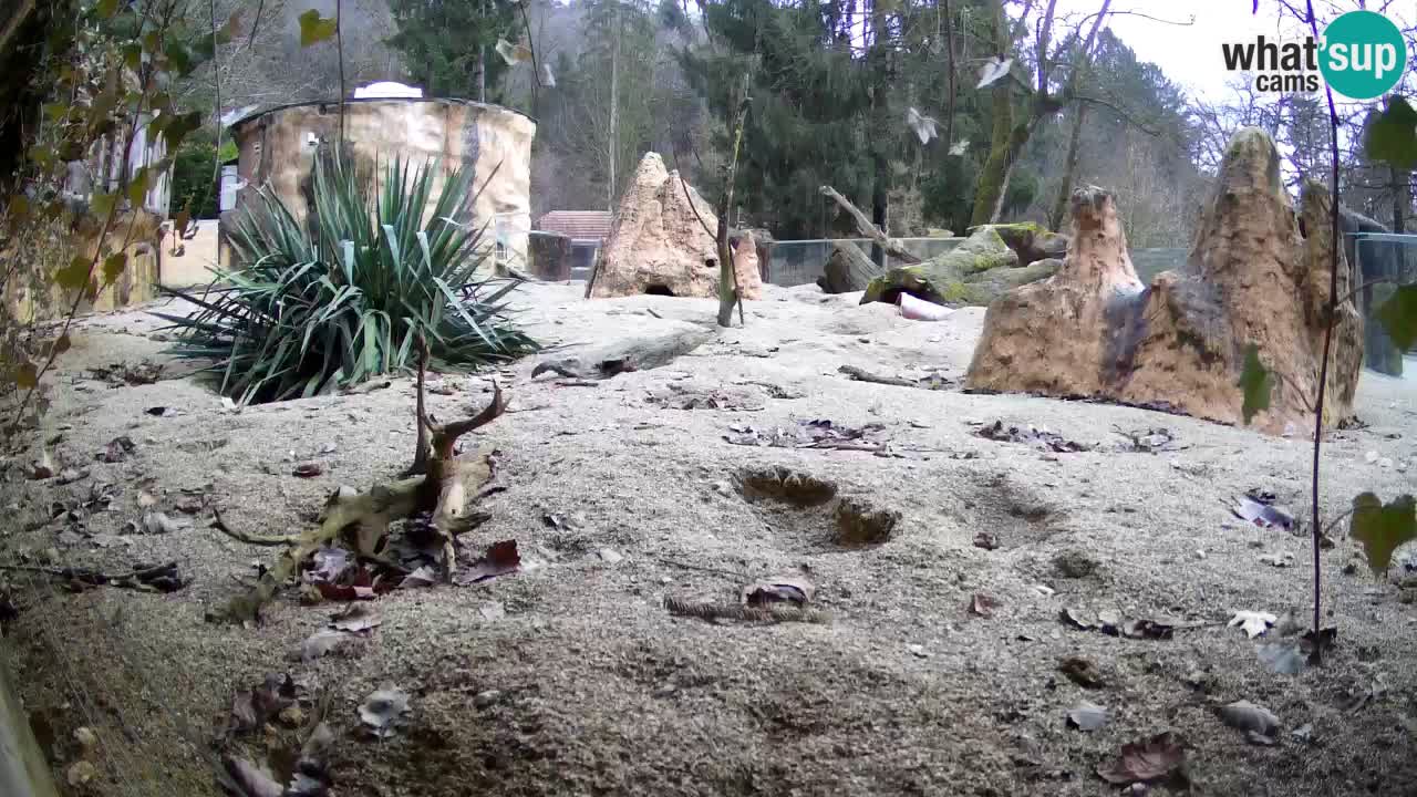 Zoo Ljubljana – Meerkat (Suricata)