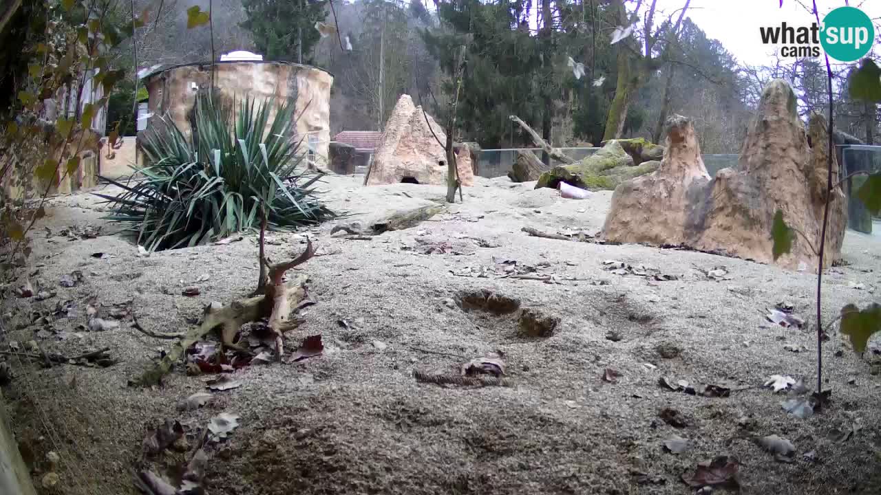Live cam Zoo Ljubljana – Erdmännchen