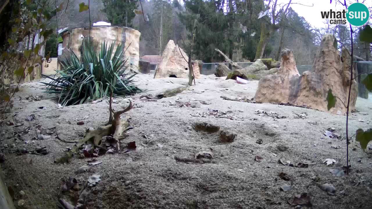 Zoo Ljubljana – Live webcam Meerkat (Suricata)