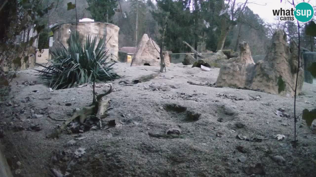 Web kamera Zoo Ljubljana – Merkat
