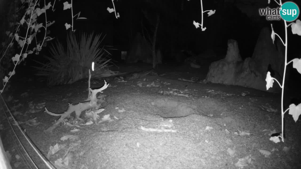 Zoo Ljubljana – Live webcam Meerkat (Suricata)
