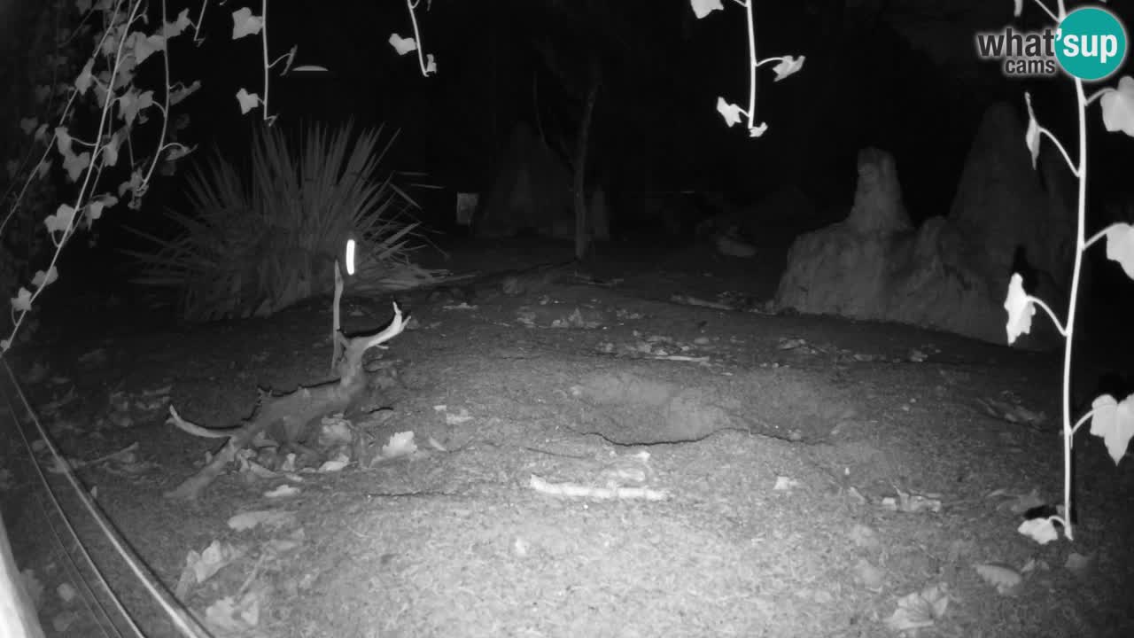 Zoo Ljubljana – Live webcam Meerkat (Suricata)
