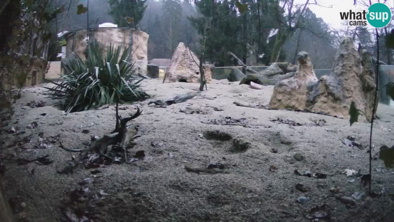 Webcam Zoo Ljubljana – Suricate