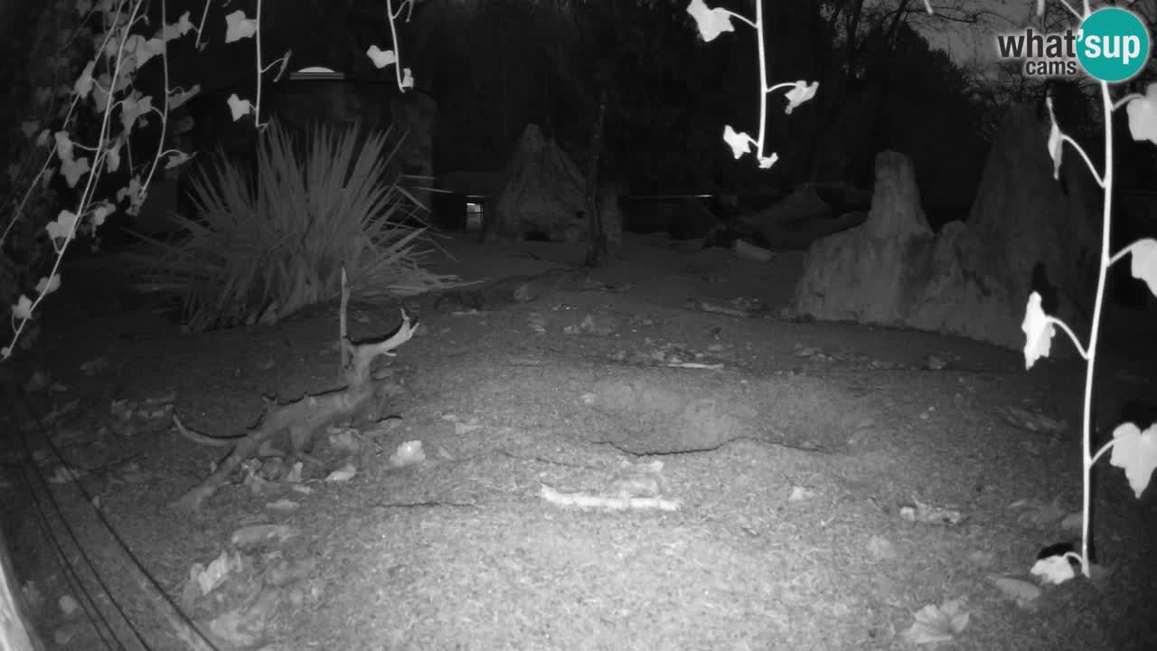 Zoo Ljubljana – Meerkat (Suricata)