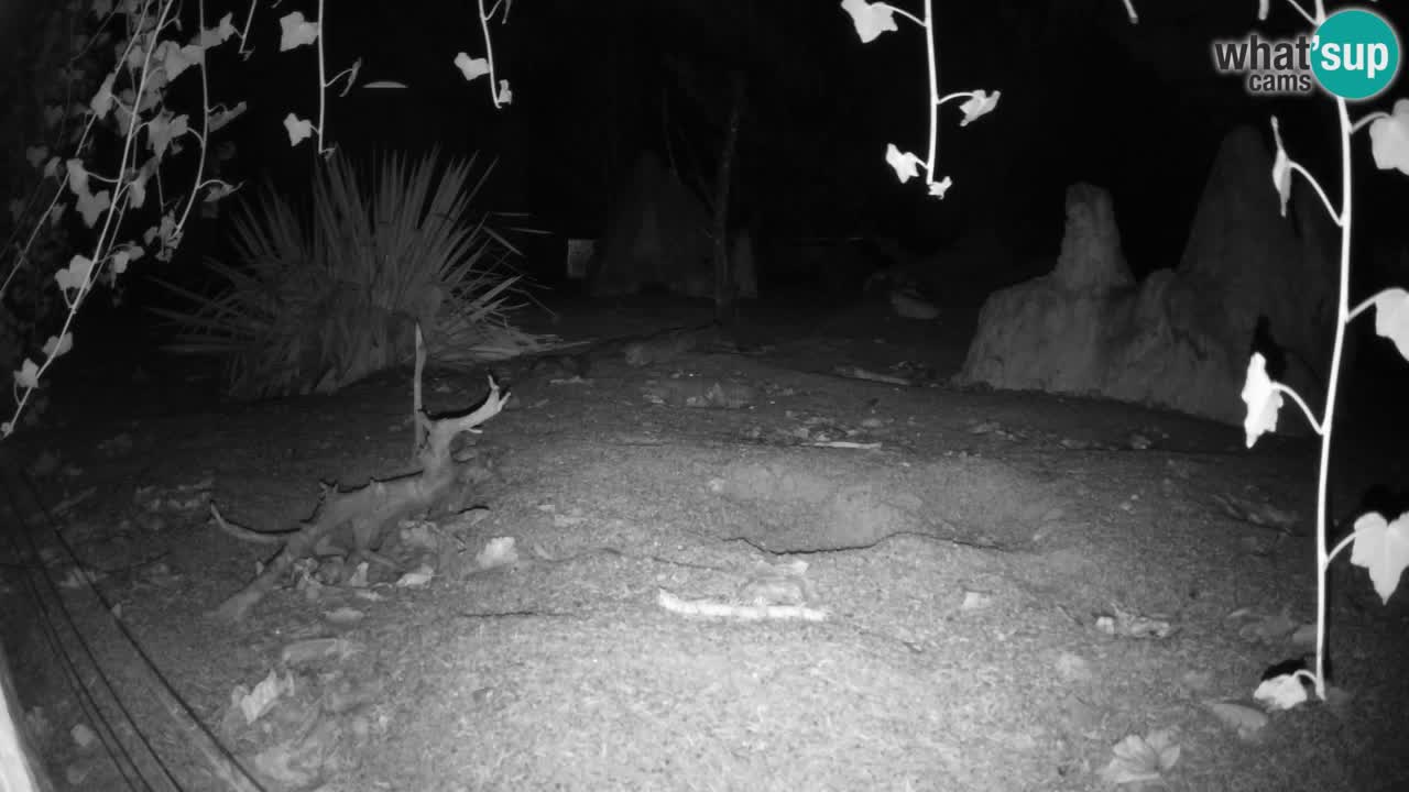 Zoo Ljubljana – Meerkat (Suricata)