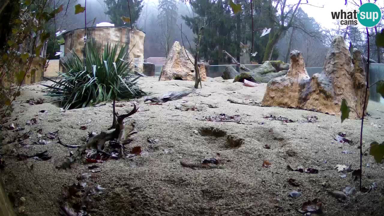 Zoo Ljubljana – Live webcam Meerkat (Suricata)