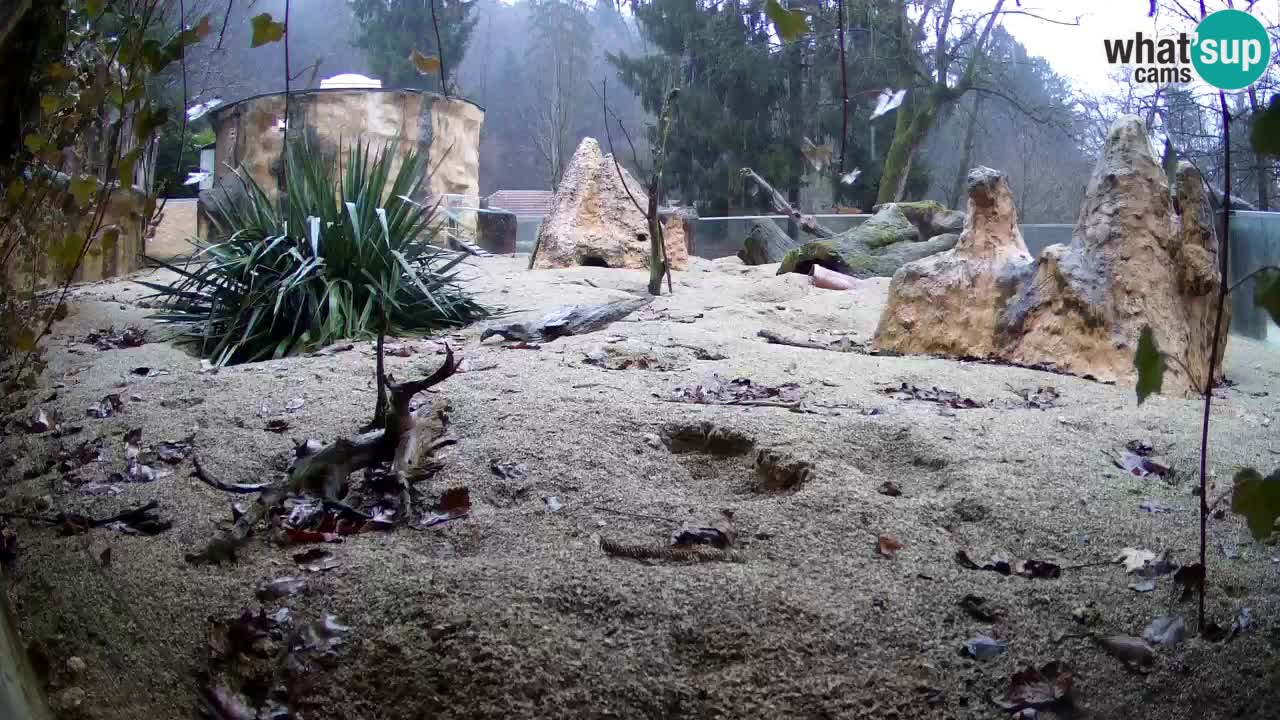 Webcam Zoo Ljubljana – Suricate