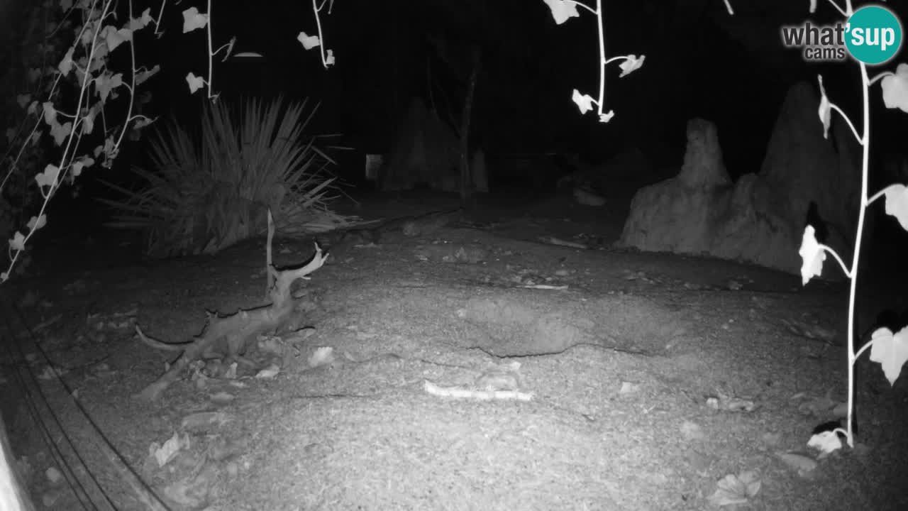 Zoo Ljubljana – Meerkat (Suricata)