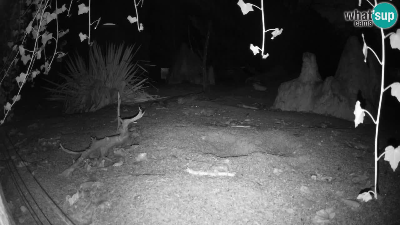 Webcam Zoo Ljubljana – Suricate